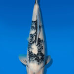 Koi Auktion Dainichi ShiroUtsuri Nisai BlackMonroe female 60cm T14-2843