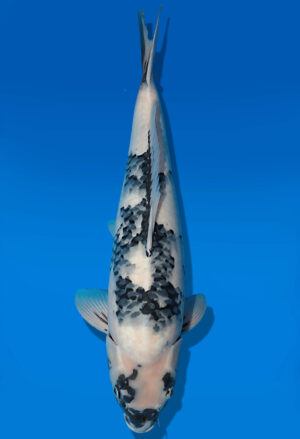 Koi Auktion Dainichi ShiroUtsuri Nisai BlackMonroe female 60cm T14-2843