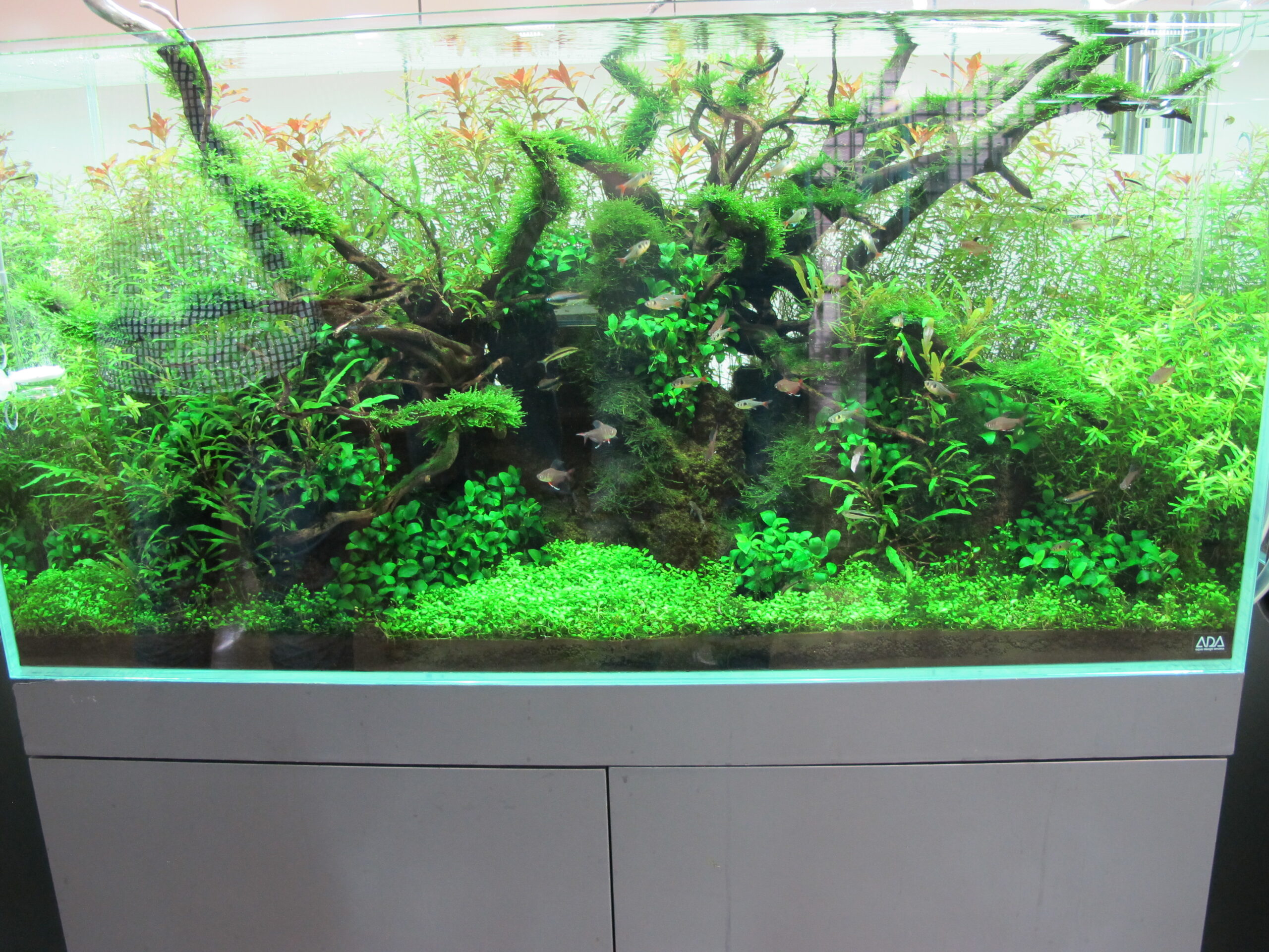 Grande acquario con radici, piante fitte e piccoli pesci