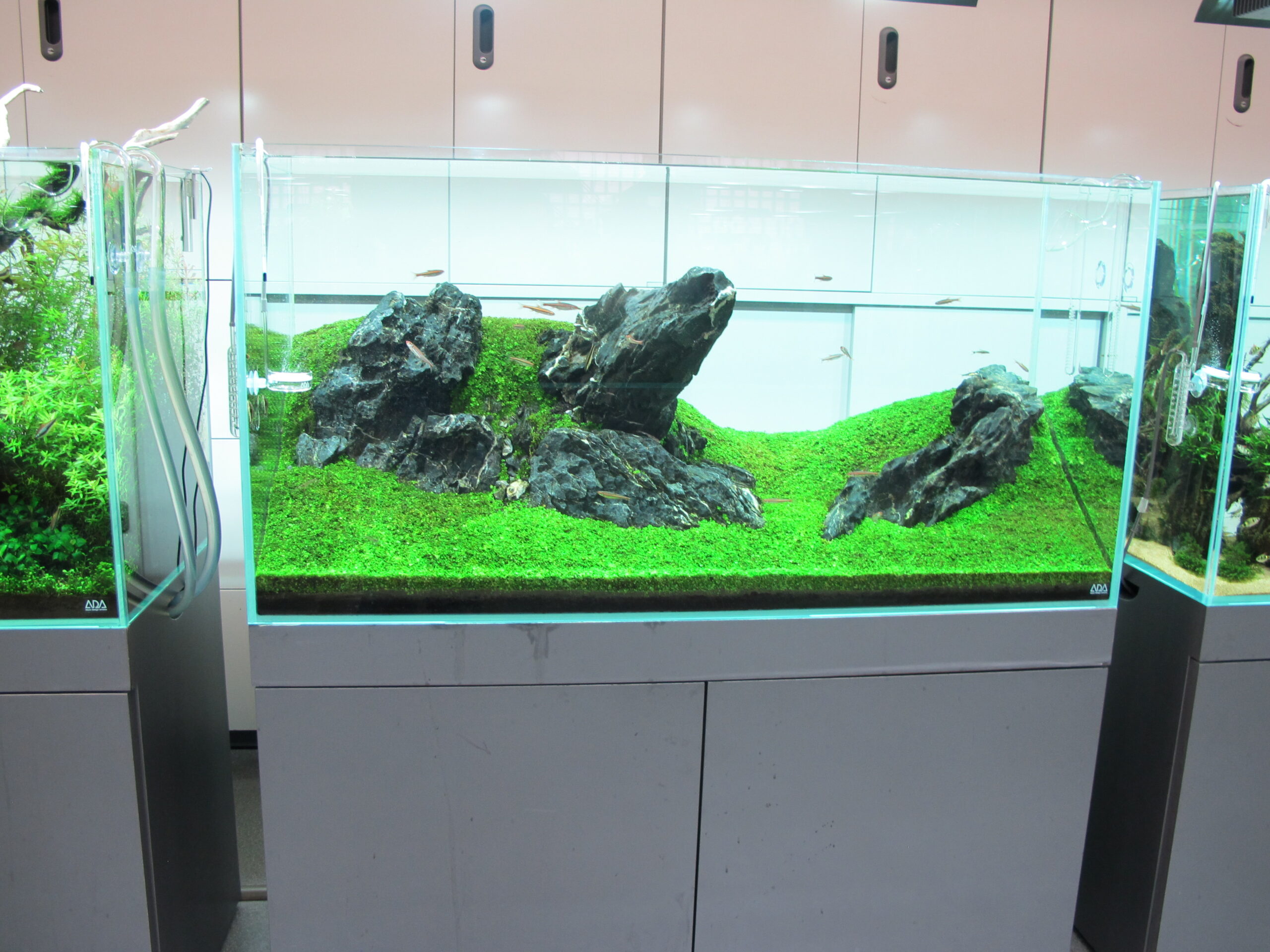 Acquario con grandi pietre su un prato di fini piante acquatiche