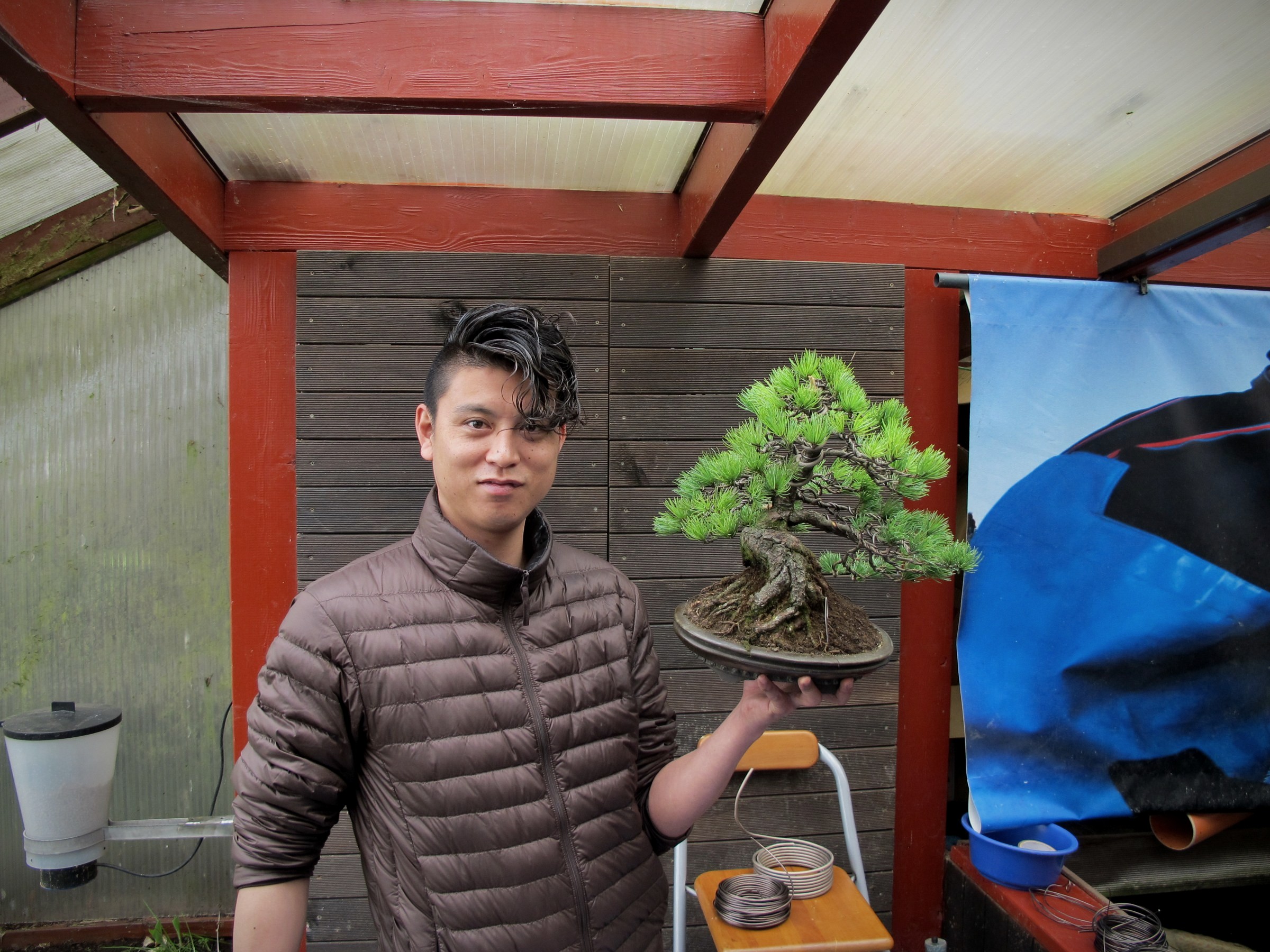 Bonsai-Meister Masashi Hirao mit einer Kiefer in der Schale