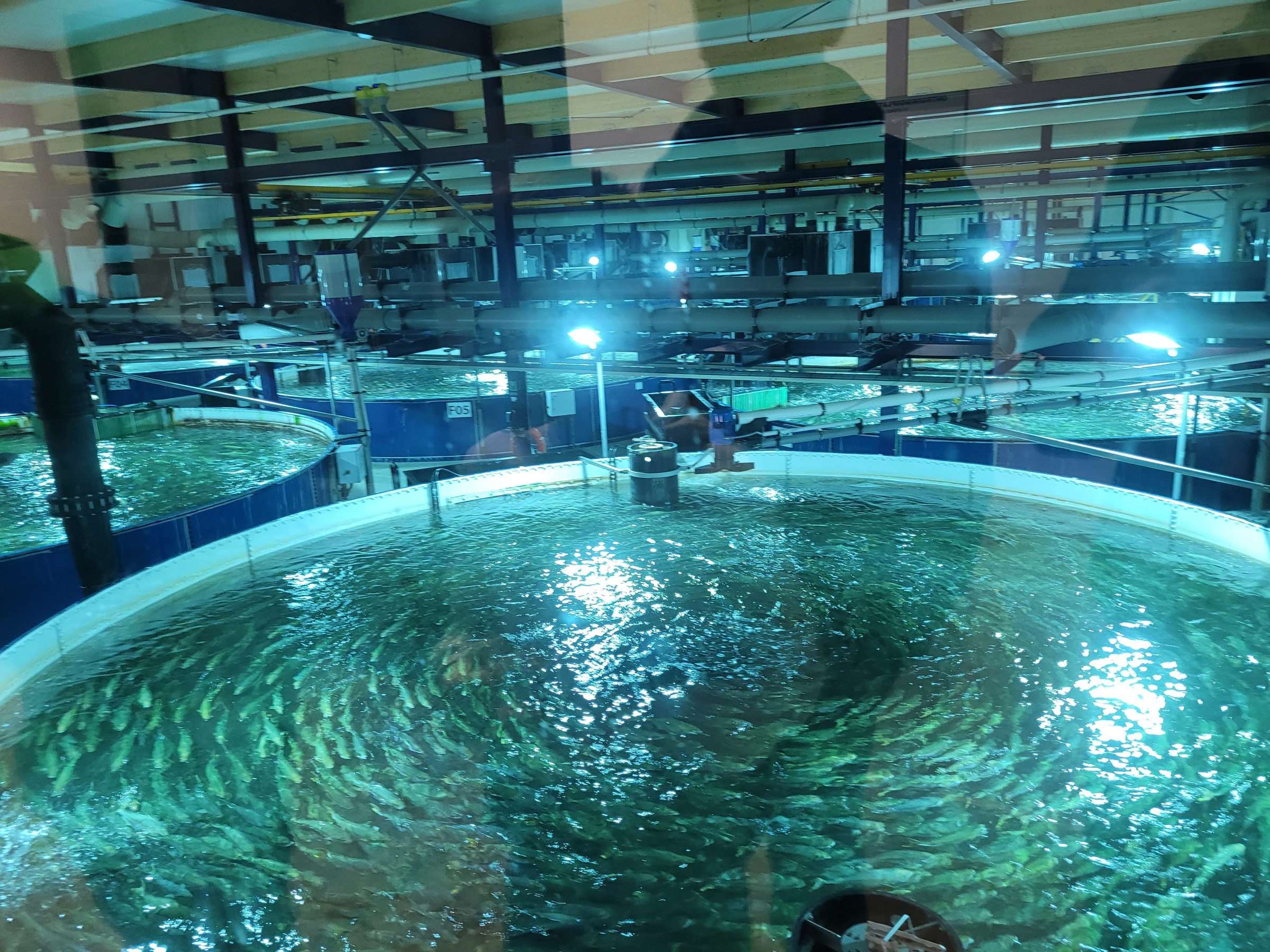 Rundbecken mit Fischschwarm in der Halle von Kingfish Zeeland