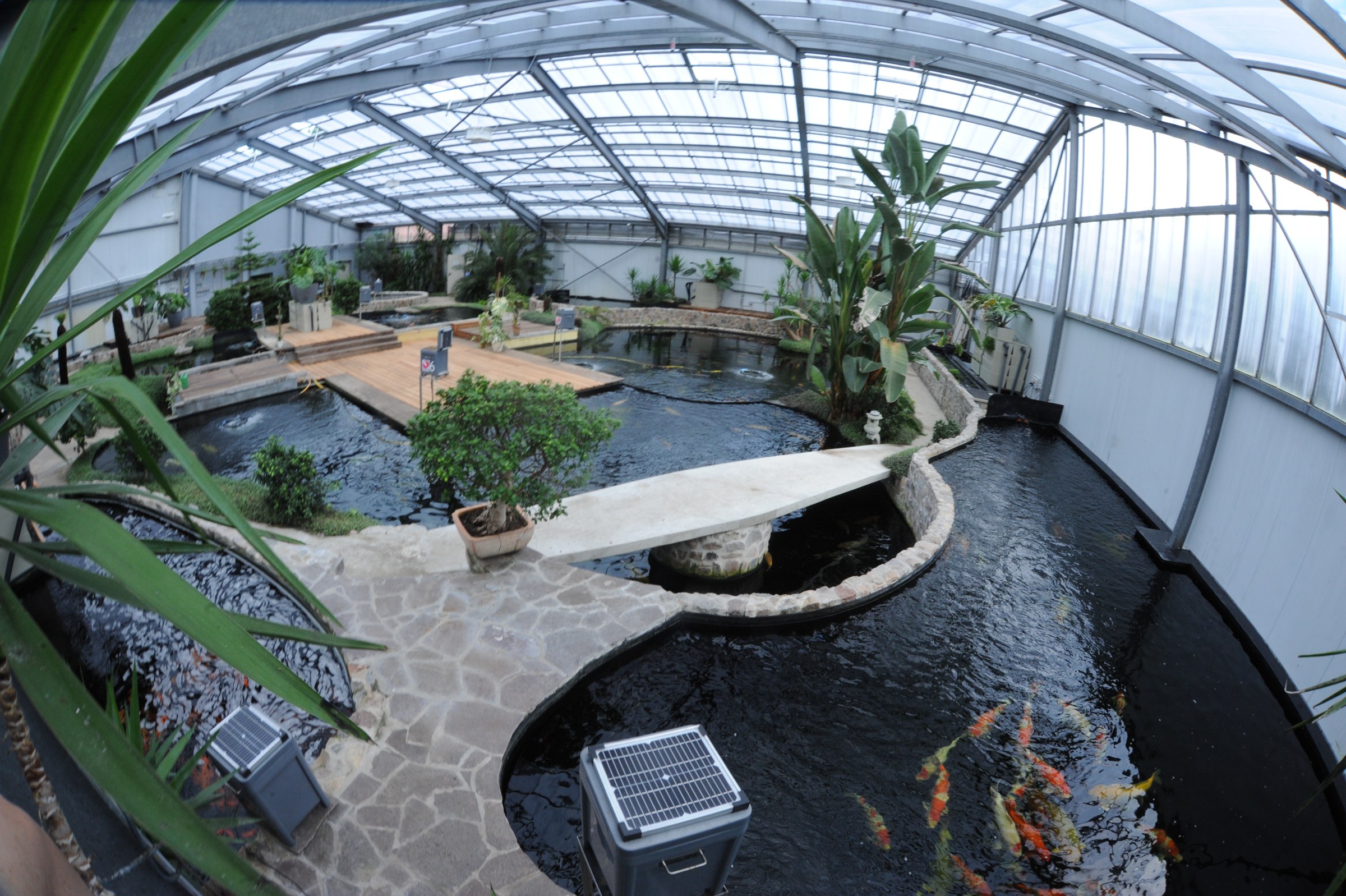 Halle mit mehreren Koi-Becken, einer Steinbrücke und Pflanzen, vorn große Koi im dunklen Wasser