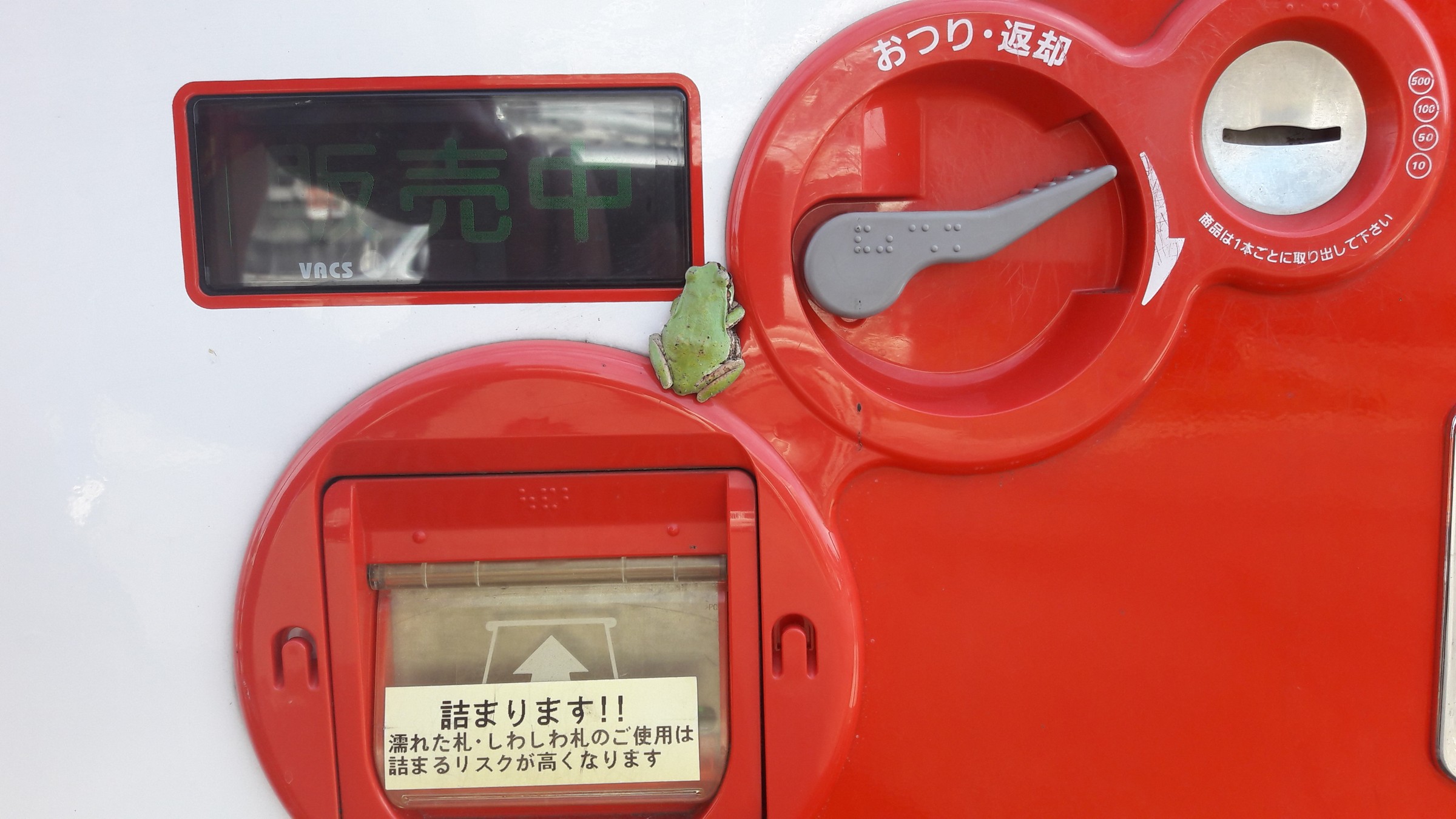 Una piccola raganella verde appoggiata a un distributore automatico rosso, tra il resto e la fessura per le banconote