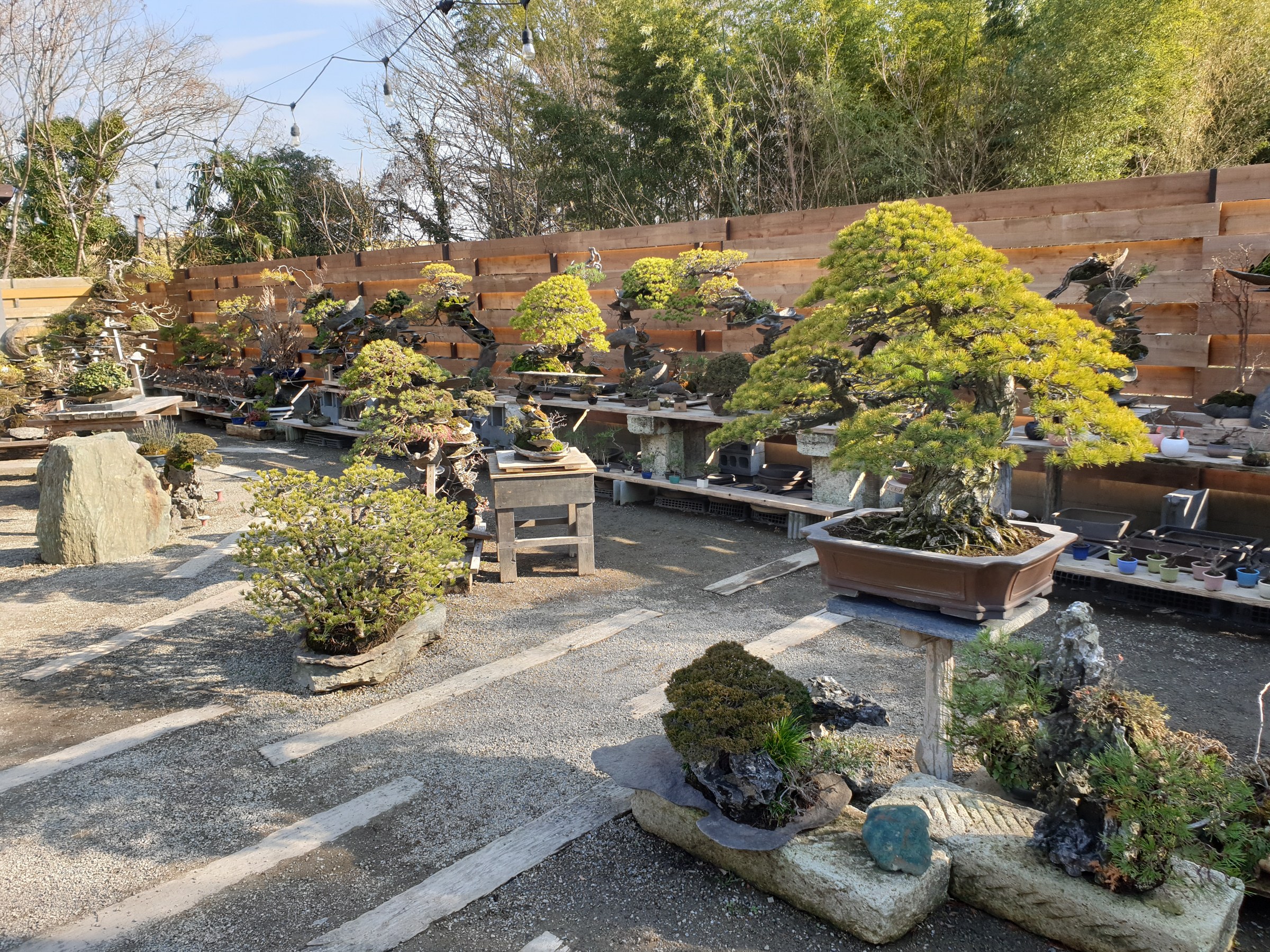 Bonsai auf Steinen und Tischen im Freien vor einem Holzzaun