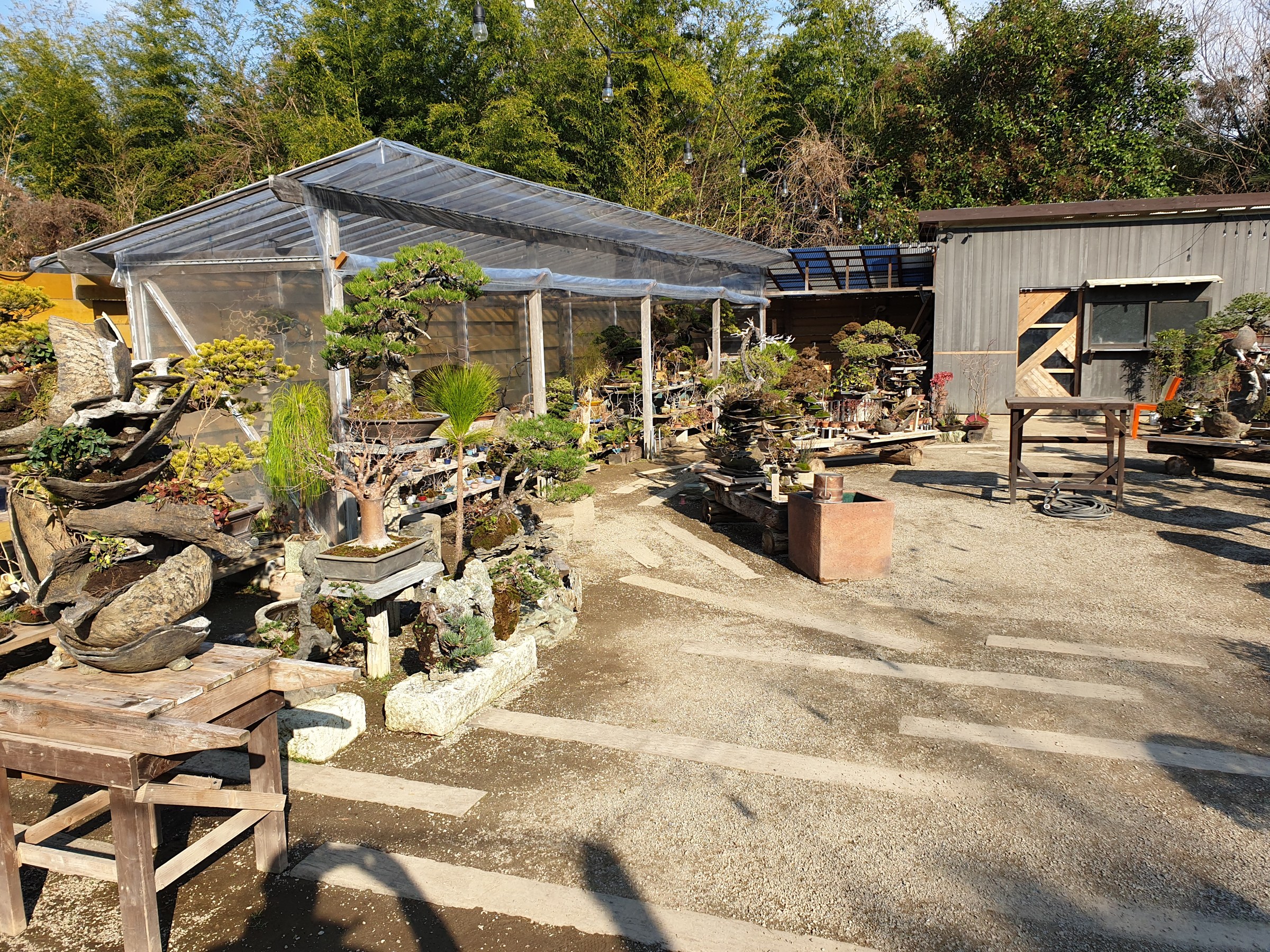 Bonsai-Gärtnerei mit Gewächshaus und vielen Bäumen im Freien