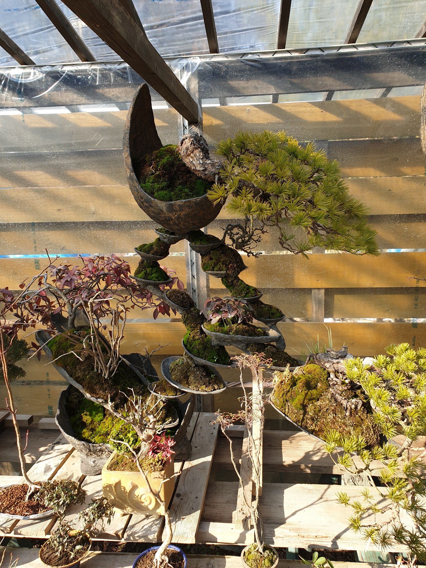 Bonsai in ungewöhnlichen Gefäßen in einem Gewächshaus