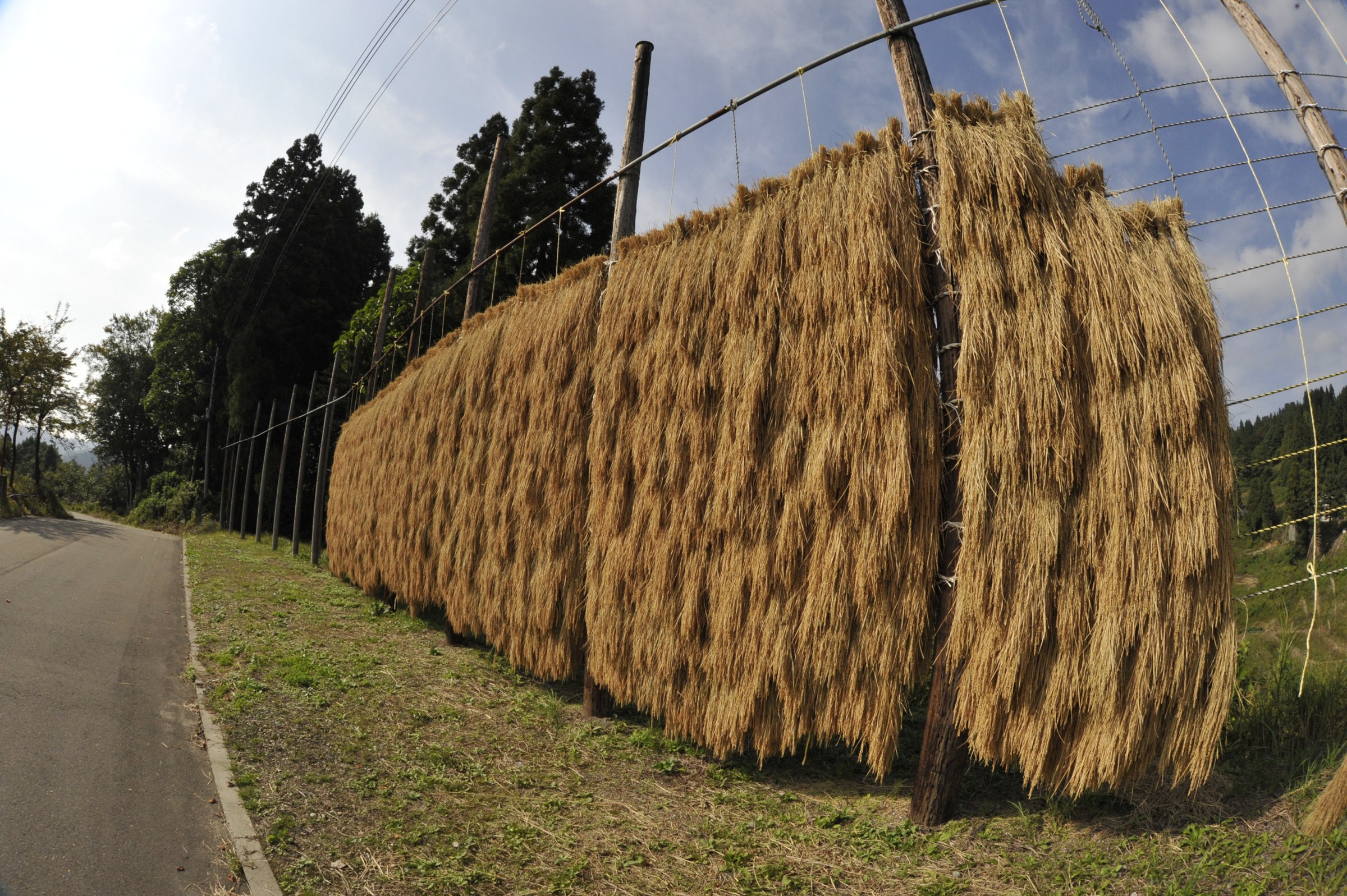 Lunga rastrelliera di legno lungo una strada, fitta di covoni di riso dorati