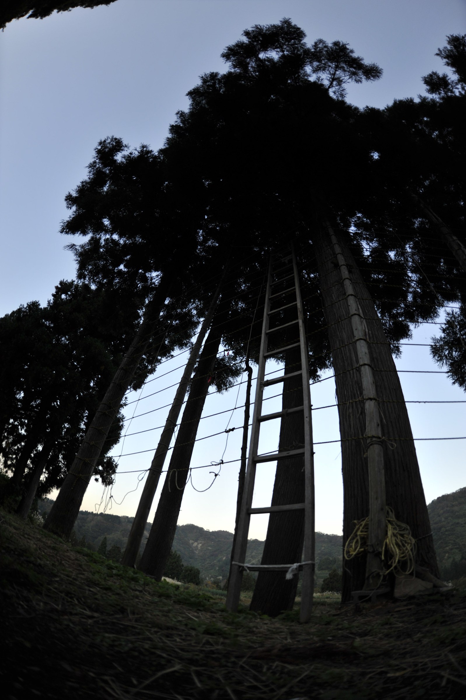 Rastrelliera tra alti cedri, con corde e una lunga scala di legno, vista dal basso