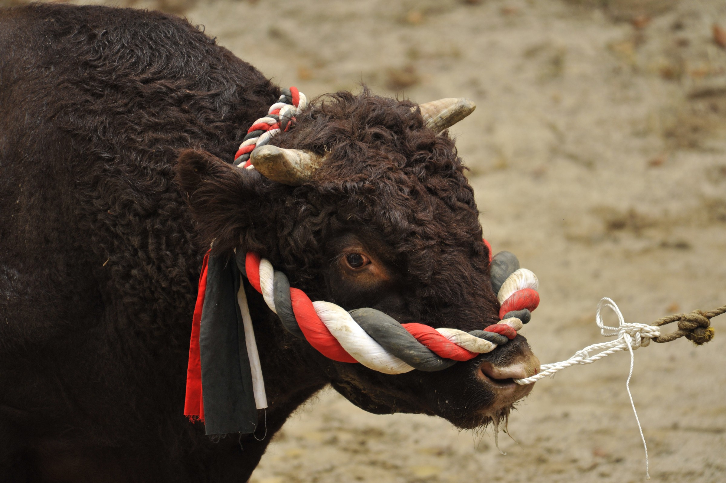 Testa di toro con una grossa corda rossa, bianca e nera come ornamento
