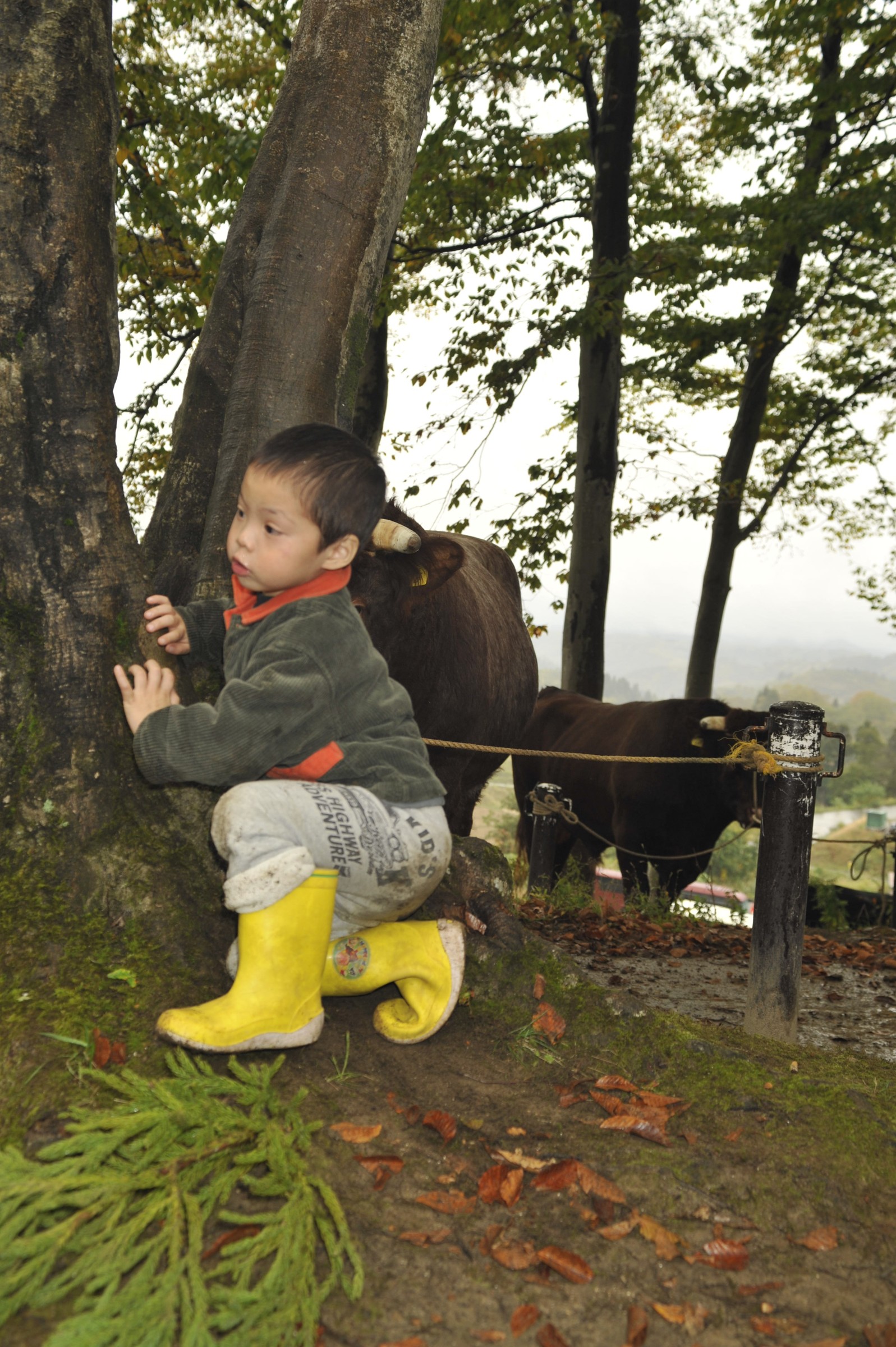 Un bambino con stivali gialli accovacciato accanto a un albero, dietro un toro