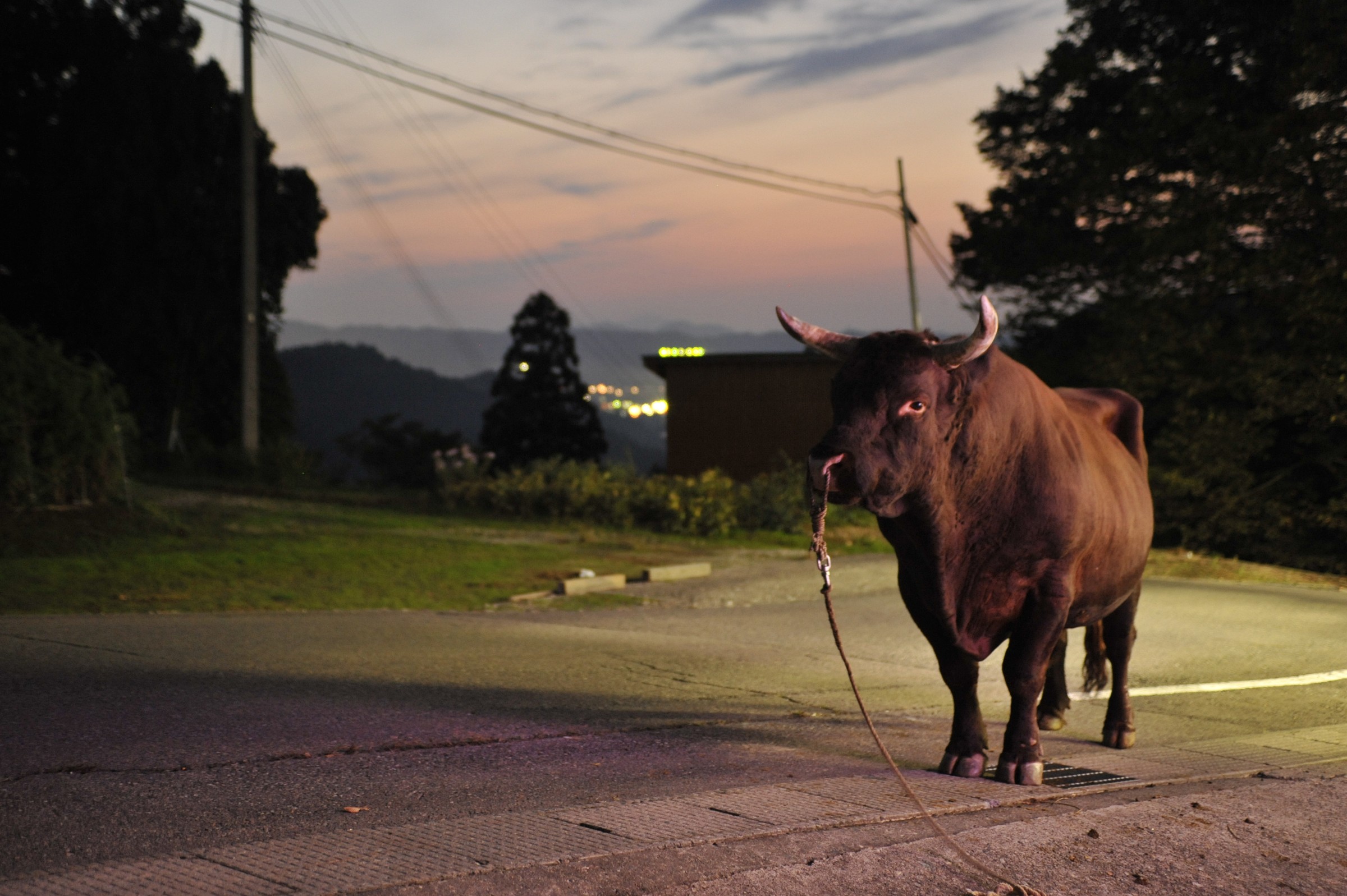 Un toro alla corda su una strada al crepuscolo, luci nella valle