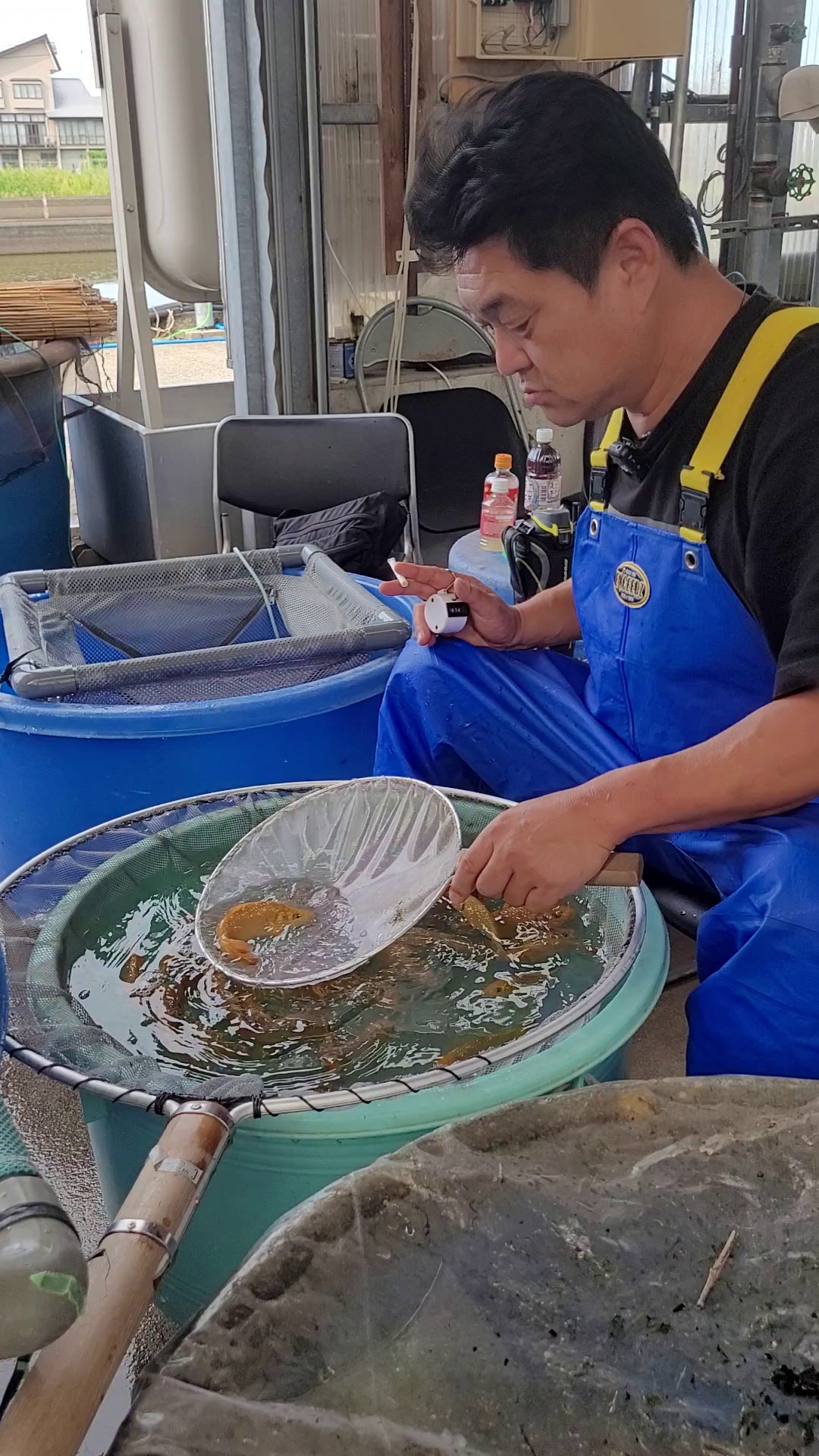 Shigeru hebt einen goldgelben Jungfisch im Kescher aus der Schüssel, in der anderen Hand einen Zähler