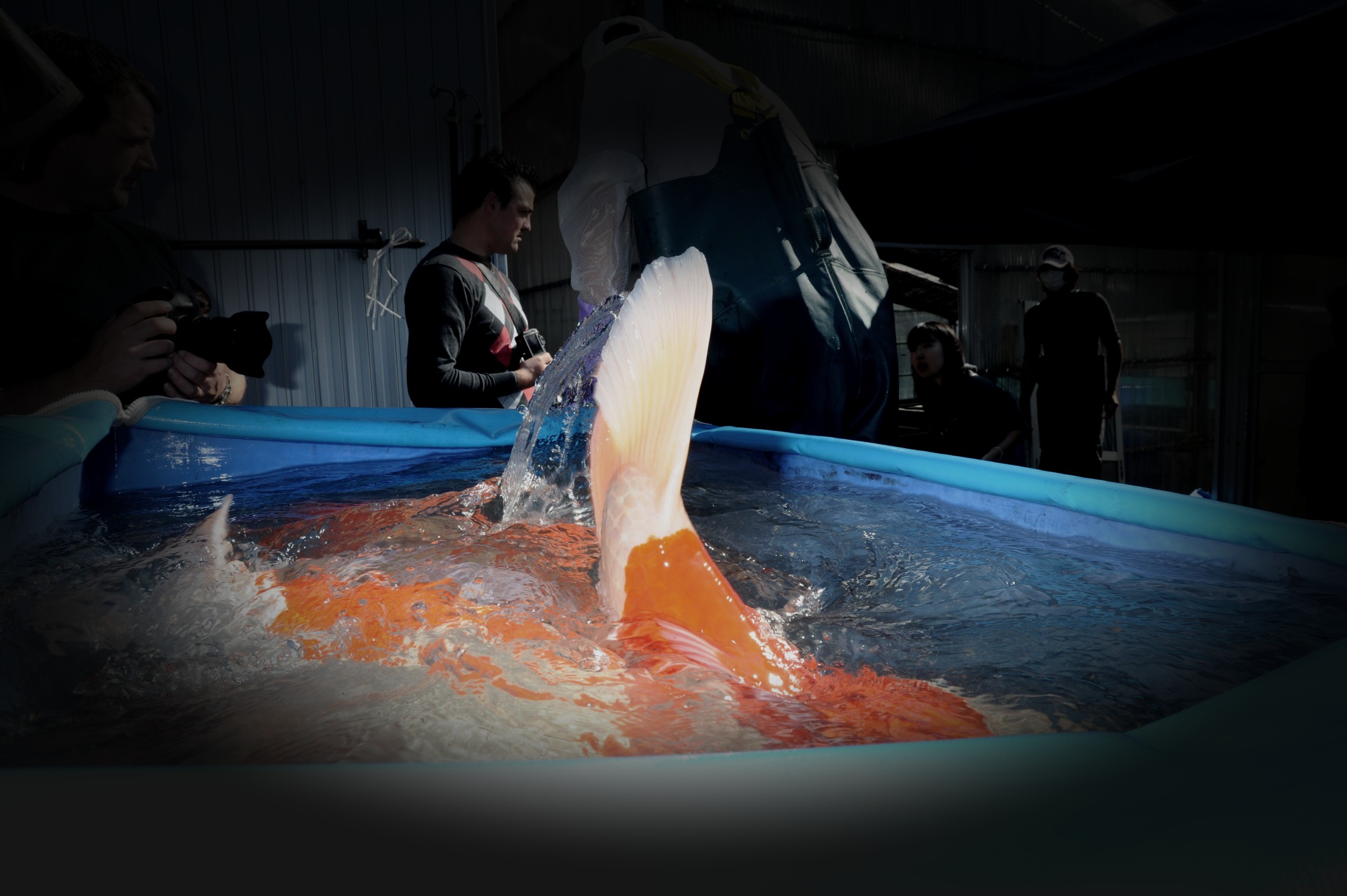 Ein großer Koi schlägt mit der Schwanzflosse in der Wanne