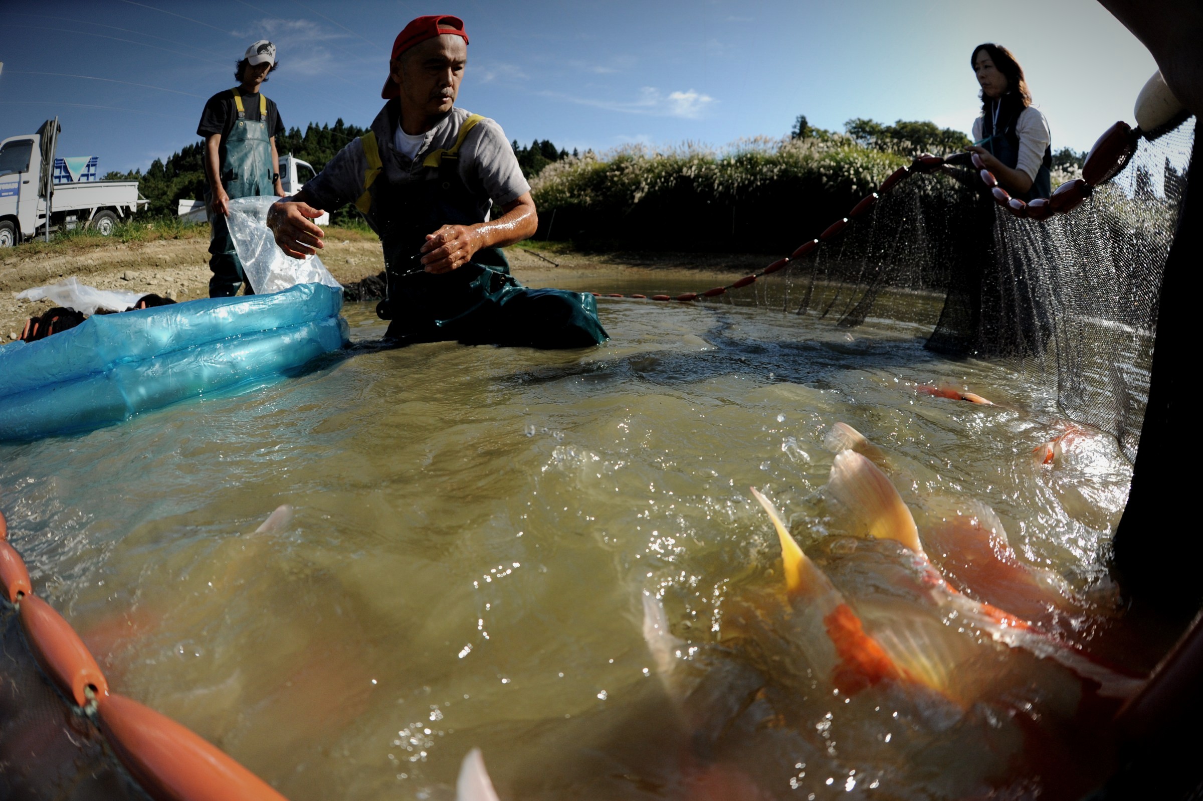Das Schleppnetz wird zusammengezogen, Koi im flachen Wasser
