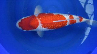 Dainichi Ginrin Kohaku NK 0095 Dainichi Ginrin Kohaku NK 0095