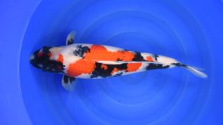 Dainichi Showa MP 0022 Dainichi Showa MP 0022