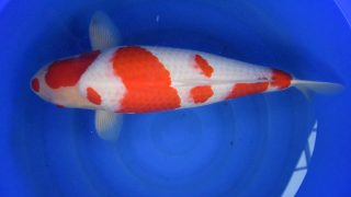 Sakai Kohaku MP 0030 Sakai Kohaku MP 0030