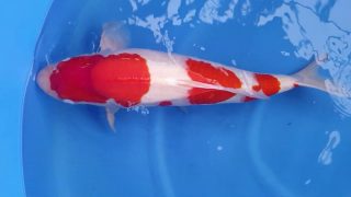 Dainichi Nisai Kohaku T6-042 Dainichi Nisai Kohaku T6-042