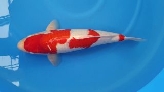 Dainichi Nisai Kohaku T6-044 Dainichi Nisai Kohaku T6-044