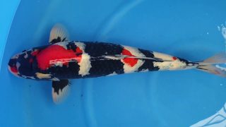 Dainichi Nisai Showa T6-041 Dainichi Nisai Showa T6-041
