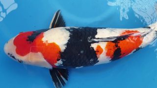 Dainichi Sansai Showa T6-040 Dainichi Sansai Showa T6-040