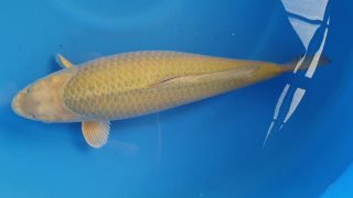 Dainichi Chagoi 16 months 56cm female T6 -Ni-035 Dainichi Chagoi 16 months 56cm female T6 -Ni-035