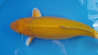 Dainichi Chagoi 16 months 56cm weiblich T6 -Ni-003 Dainichi Chagoi 16 months 56cm weiblich T6 -Ni-003