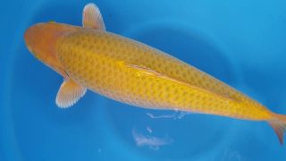 Dainichi Chagoi 16 months 58cm female T6 -Ni-007 Dainichi Chagoi 16 months 58cm female T6 -Ni-007