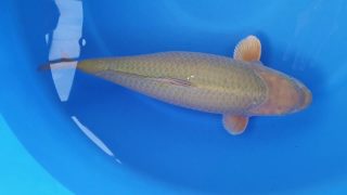 Dainichi Chagoi 16 months 59cm female T6 -Ni-022 Dainichi Chagoi 16 months 59cm female T6 -Ni-022