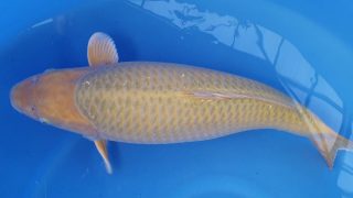 Dainichi Chagoi 16 months 64cm female T6 -Ni-013 Dainichi Chagoi 16 months 64cm female T6 -Ni-013
