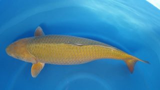 Dainichi Chagoi 16 months 66cm female T6 -Ni-012 Dainichi Chagoi 16 months 66cm female T6 -Ni-012