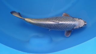 Dainichi Gin Kabuto 16 months 51cm female T6 -Ni-015 Dainichi Gin Kabuto 16 months 51cm female T6 -Ni-015