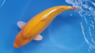 Dainichi Karashigoi 16 months 54cm female T6 -Ni-028 Dainichi Karashigoi 16 months 54cm female T6 -Ni-028