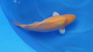 Dainichi Karashigoi 16 months 54cm female T6 -Ni-021 Dainichi Karashigoi 16 months 54cm female T6 -Ni-021