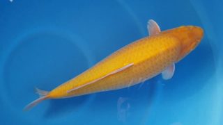 Dainichi Karashigoi 16 months 55cm female T6 -Ni-008 Dainichi Karashigoi 16 months 55cm female T6 -Ni-008