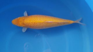Dainichi Karashigoi 16 months 59cm female T6 -Ni-027 Dainichi Karashigoi 16 months 59cm female T6 -Ni-027