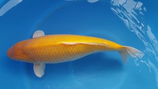 Dainichi Karashigoi 16 months 59cm female T6 -Ni-029 Dainichi Karashigoi 16 months 59cm female T6 -Ni-029