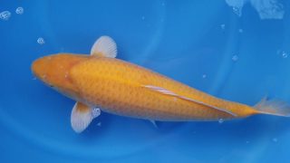Dainichi Karashigoi 16 months 62cm female? T6 -Ni-019 Dainichi Karashigoi 16 months 62cm female? T6 -Ni-019