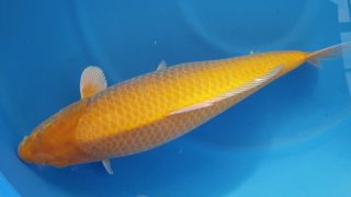 Dainichi Karashigoi 16 months 64cm female T6 -Ni-006 Dainichi Karashigoi 16 months 64cm female T6 -Ni-006