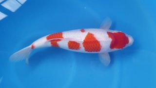 Dainichi Kohaku 16 months 54cm female T6 -Ni-017 Dainichi Kohaku 16 months 54cm female T6 -Ni-017