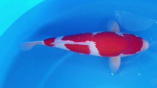 Dainichi Kohaku 16 months 54cm male T6 -Ni-020 Dainichi Kohaku 16 months 54cm male T6 -Ni-020
