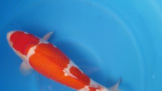 Dainichi Kohaku 16 months 56cm female T6 -Ni-033 Dainichi Kohaku 16 months 56cm female T6 -Ni-033