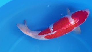 Dainichi Kohaku 16 months 56cm male T6 -Ni-016 Dainichi Kohaku 16 months 56cm male T6 -Ni-016