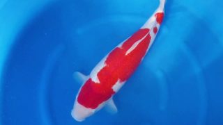Dainichi Kohaku Sansai 61cm MP0056 Dainichi Kohaku Sansai 61cm MP0056