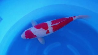 Dainichi Kohaku Sansai 65cm MP0054 Dainichi Kohaku Sansai 65cm MP0054