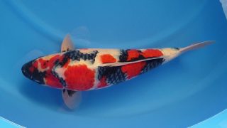 Dainichi Showa 16 months 51cm male T6 -Ni-031 Dainichi Showa 16 months 51cm male T6 -Ni-031