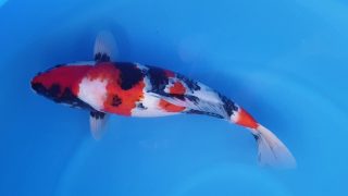 Dainichi Showa 16 months 52cm female T6 -Ni-014 Dainichi Showa 16 months 52cm female T6 -Ni-014