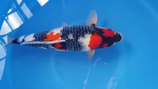 Dainichi Showa 16 months 54cm male T6 -Ni-009 Dainichi Showa 16 months 54cm male T6 -Ni-009