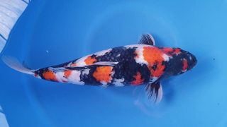 Dainichi Showa 16 months 55cm female T6 -Ni-023 Dainichi Showa 16 months 55cm female T6 -Ni-023